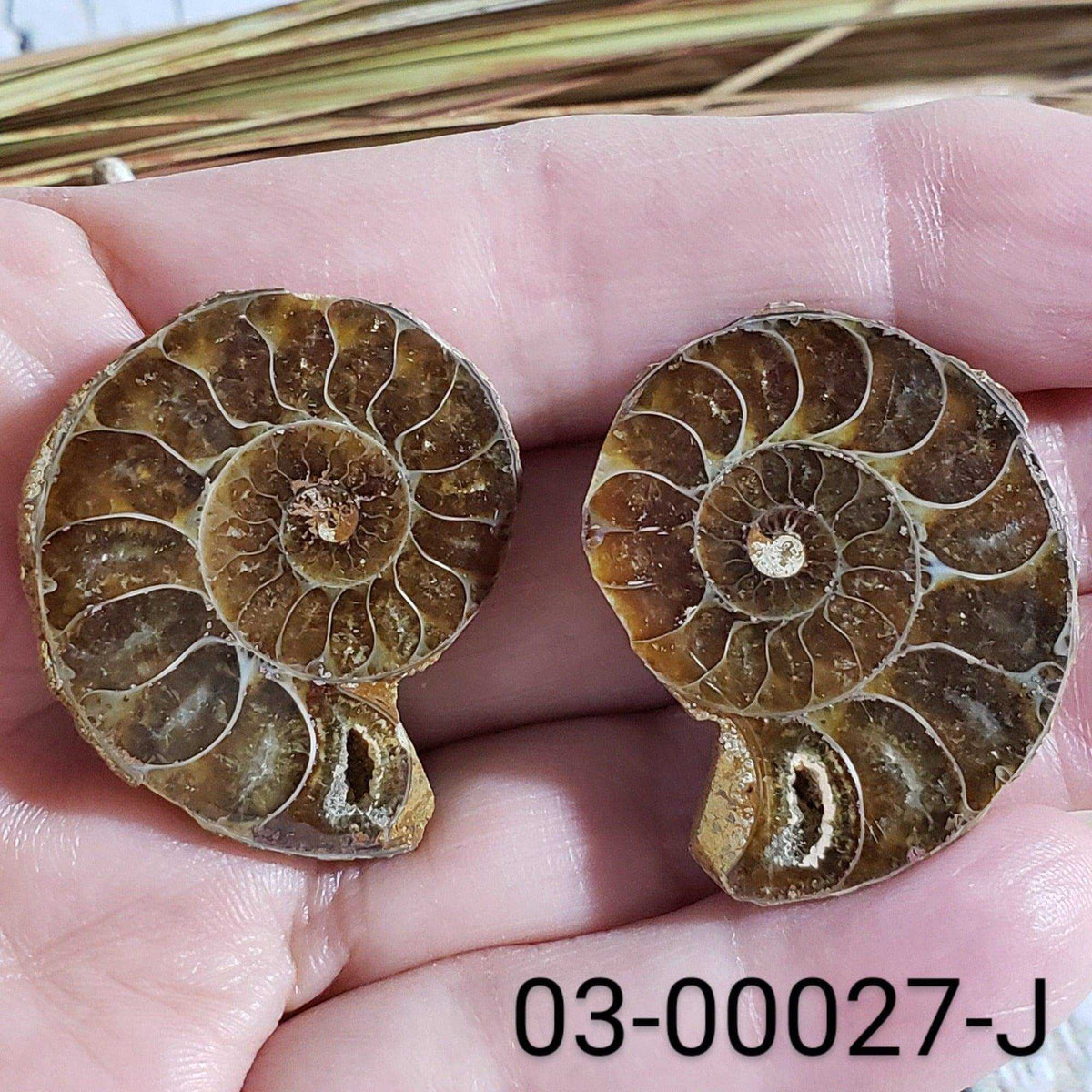 Ammonite Fossil (35 mm) Superb Polished Matching Halves