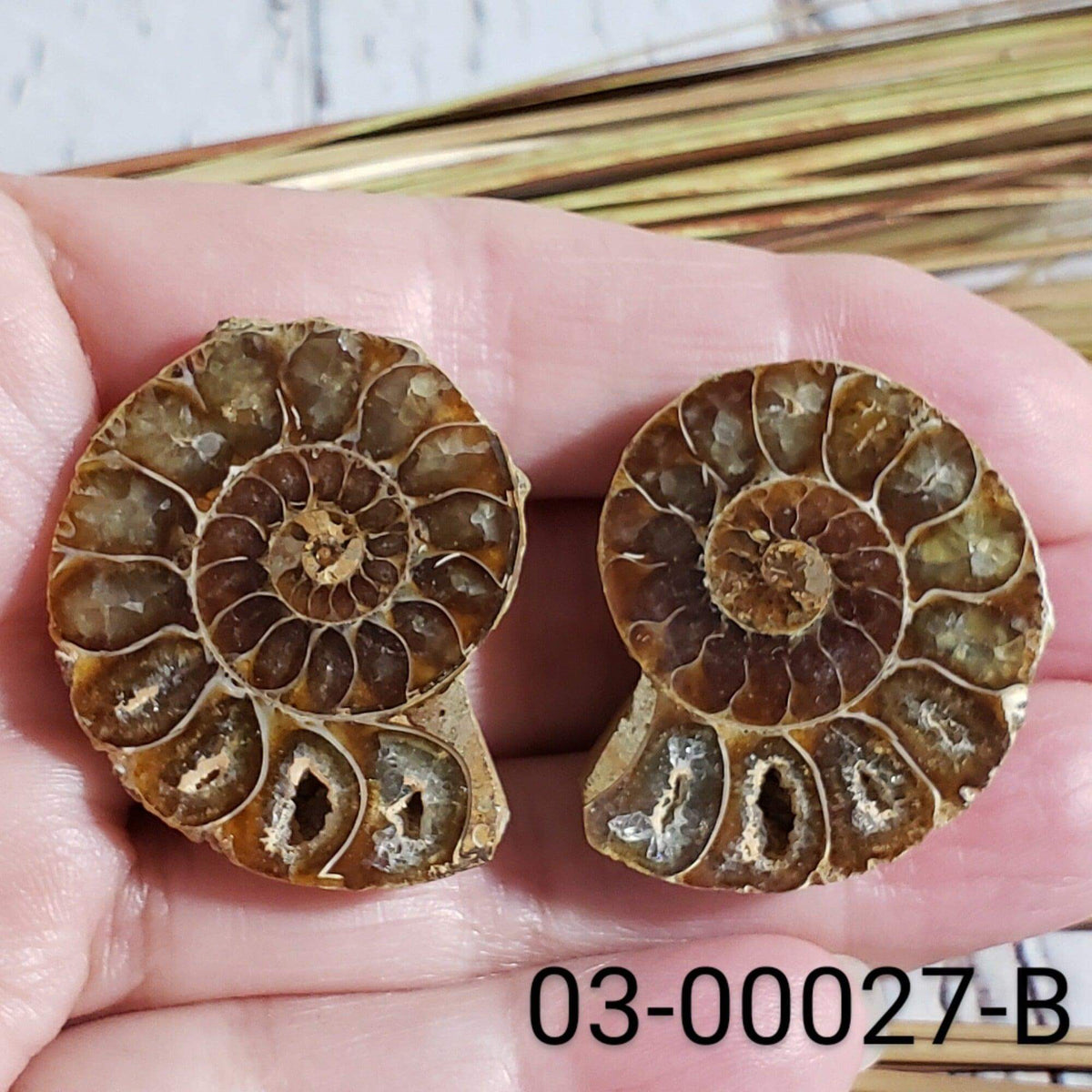 Ammonite Fossil (35 mm) Superb Polished Matching Halves | Canagem.com