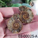 Ammonite Fossil | 36-37 mm | Superb Polished | Premium Matching Halves
