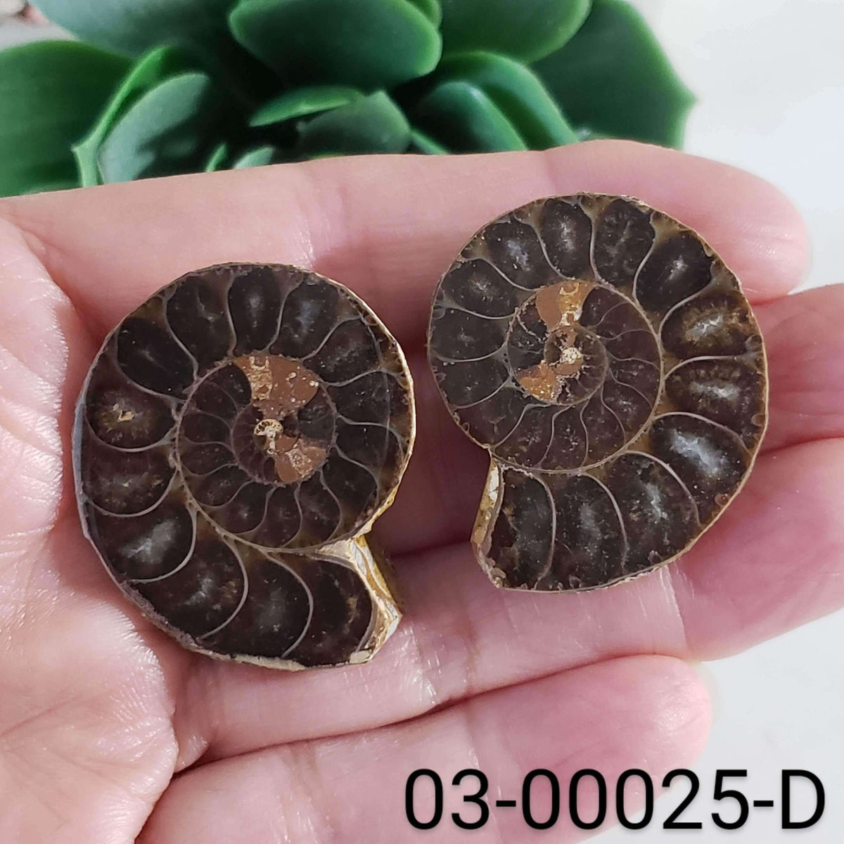 Ammonite Fossil | 36-37 mm | Superb Polished | Premium Matching Halves