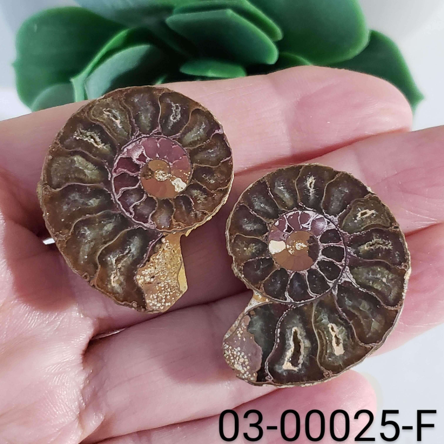 Ammonite Fossil | 36-37 mm | Superb Polished | Premium Matching Halves | Canagem.com