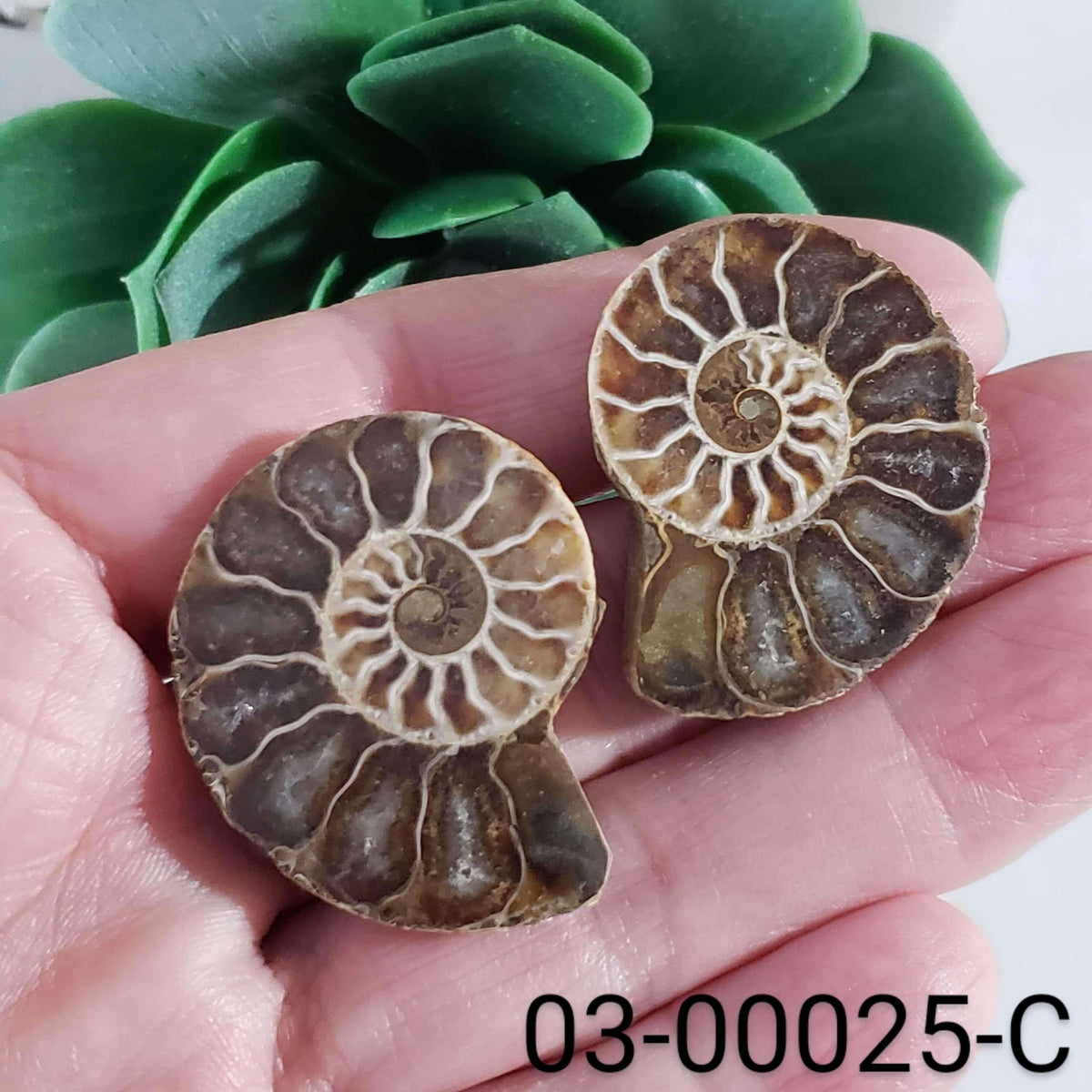 Ammonite Fossil | 36-37 mm | Superb Polished | Premium Matching Halves | Canagem.com