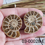 Ammonite Fossil | 38-40 mm | Superb Polished | Premium Matching Halves | Canagem.com