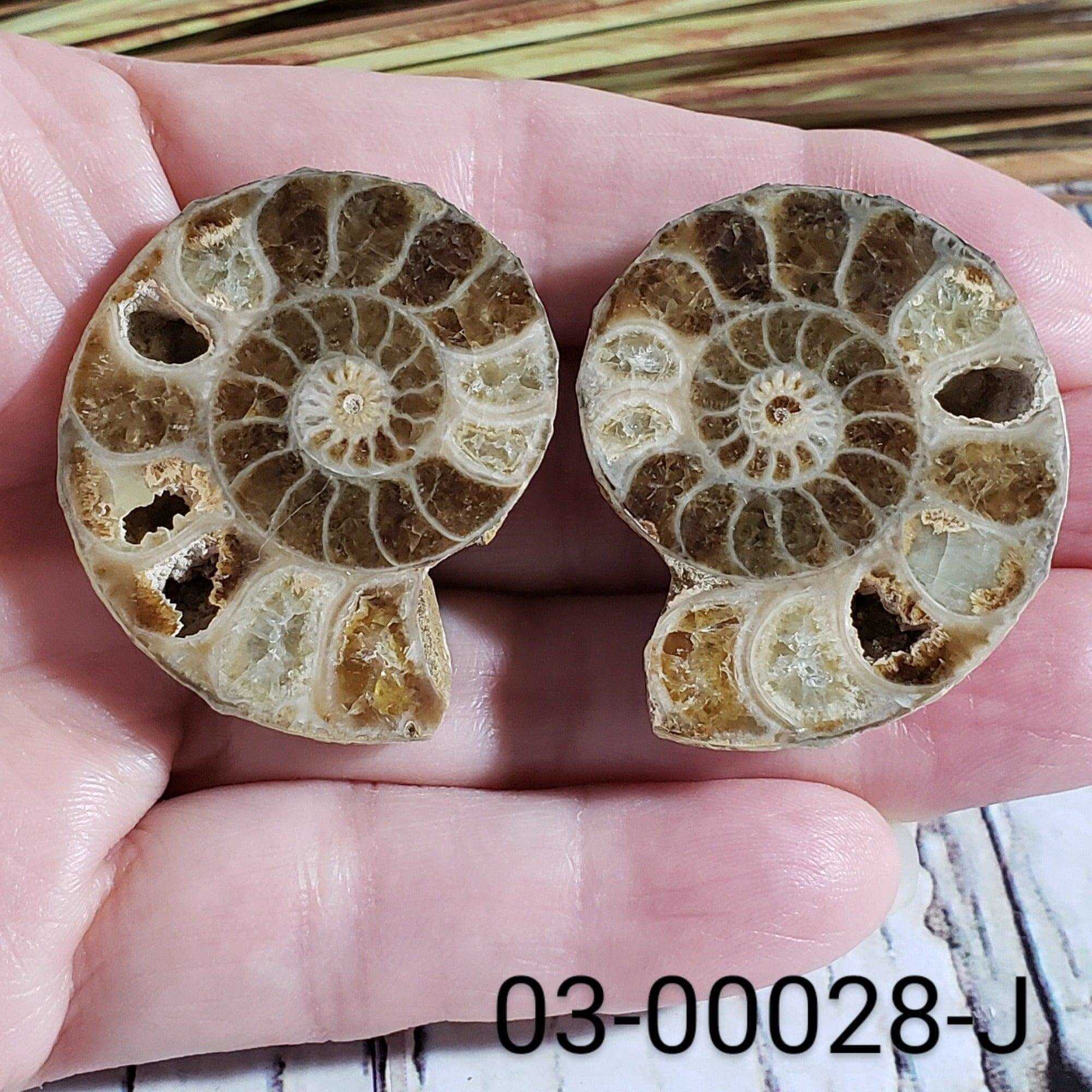 Ammonite Fossil 38 40 mm Superb Polished Premium Matching Halves