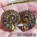 Ammonite Fossil | 38-40 mm | Superb Polished | Premium Matching Halves