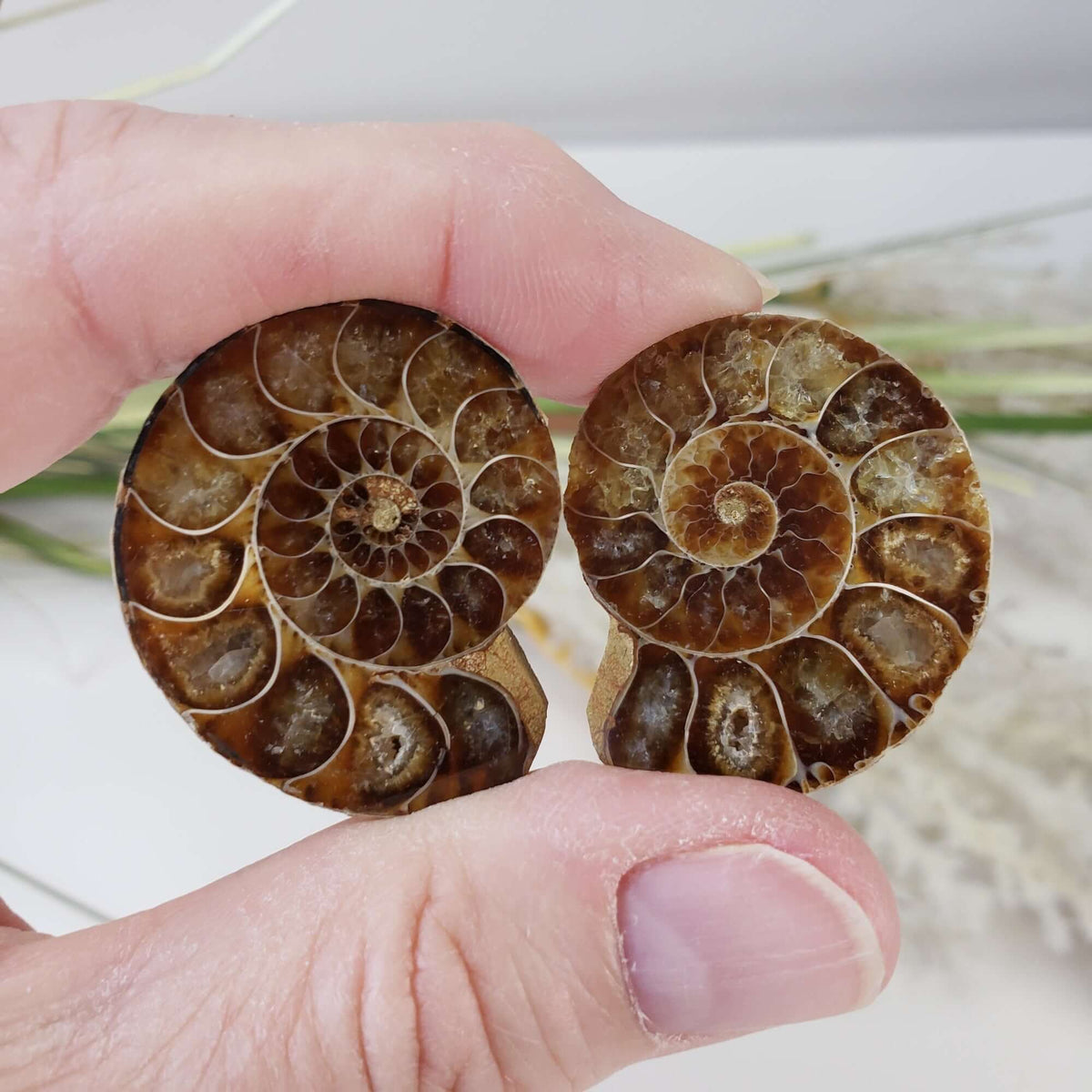  Ammonite Fossil Pair | Polished Matching Halves | Iridescent Ammonite | 35x28mm 