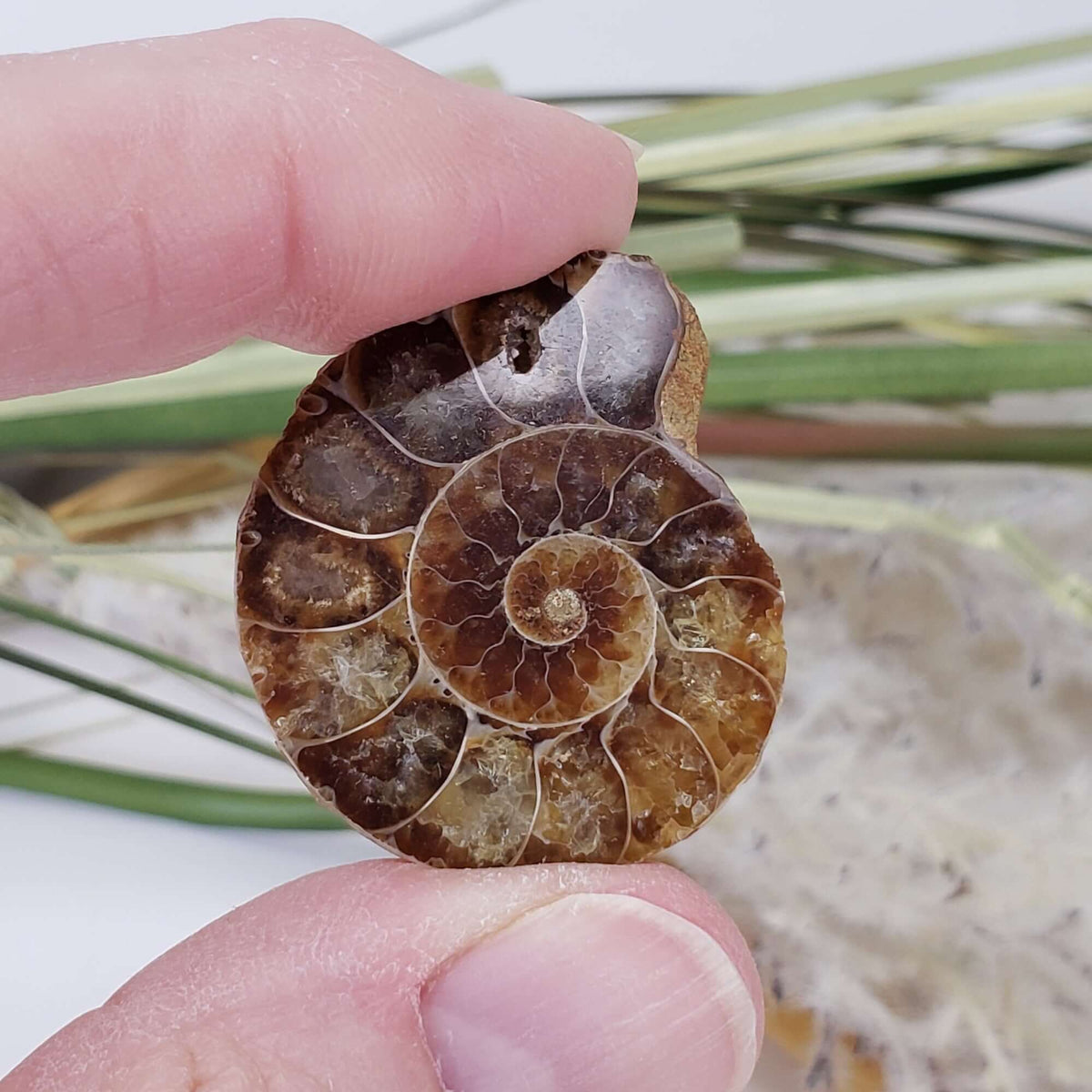  Ammonite Fossil Pair | Polished Matching Halves | Iridescent Ammonite | 35x28mm 