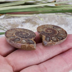  Ammonite Fossil Pair | Polished Matching Halves | Iridescent Ammonite | 35x28mm 