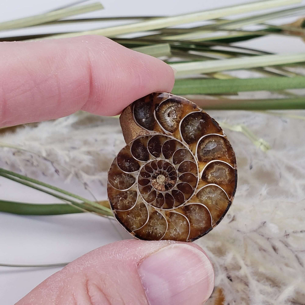  Ammonite Fossil Pair | Polished Matching Halves | Iridescent Ammonite | 35x28mm 