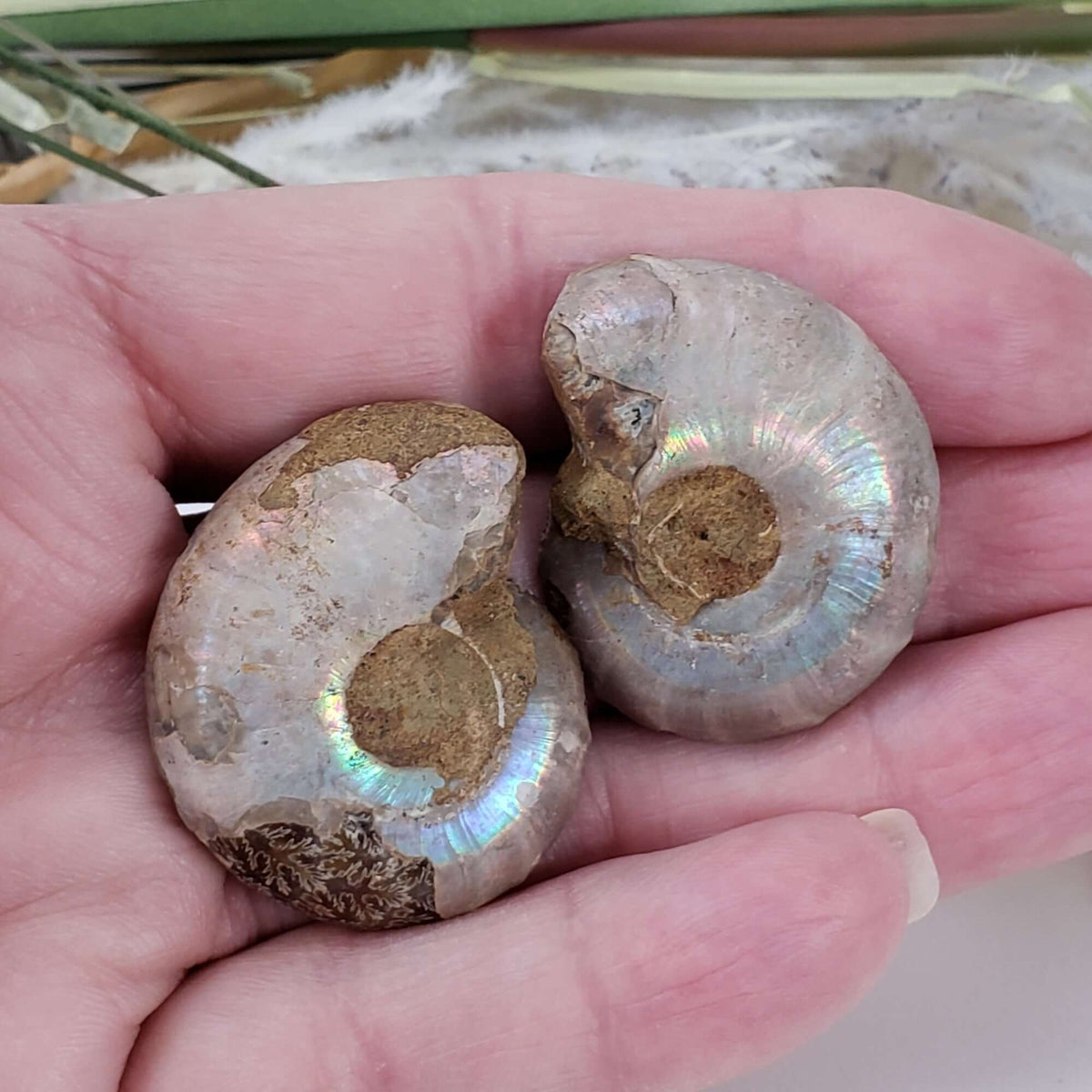  Ammonite Fossil Pair | Polished Matching Halves | Iridescent Ammonite | 35x28mm 