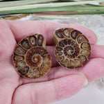  Ammonite Fossil Pair | Polished Matching Halves | Iridescent Ammonite | 35x28mm 