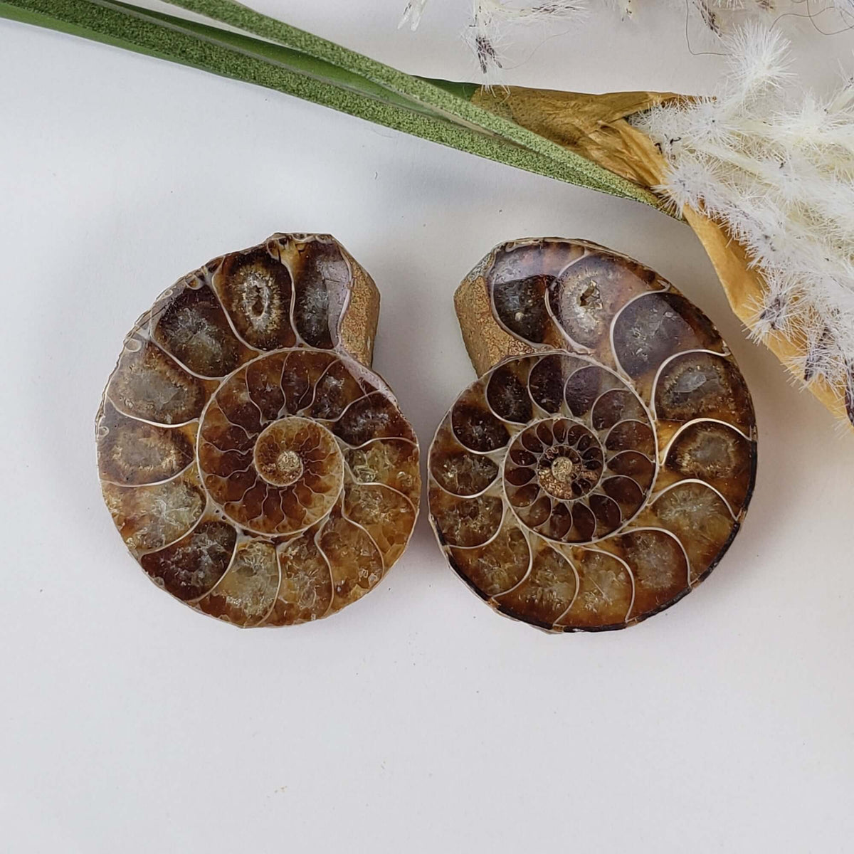  Ammonite Fossil Pair | Polished Matching Halves | Iridescent Ammonite | 35x28mm 