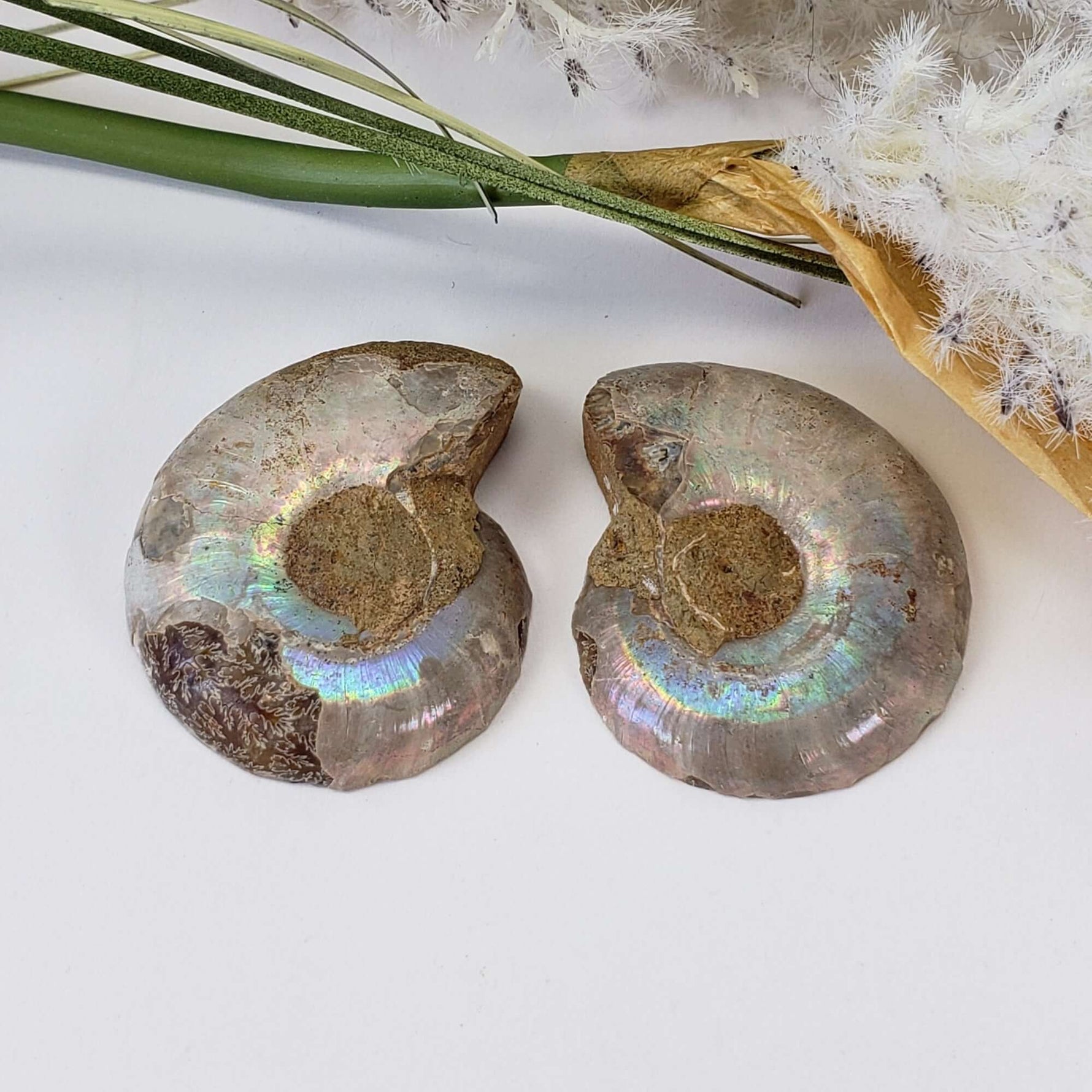  Ammonite Fossil Pair | Polished Matching Halves | Iridescent Ammonite | 35x28mm 