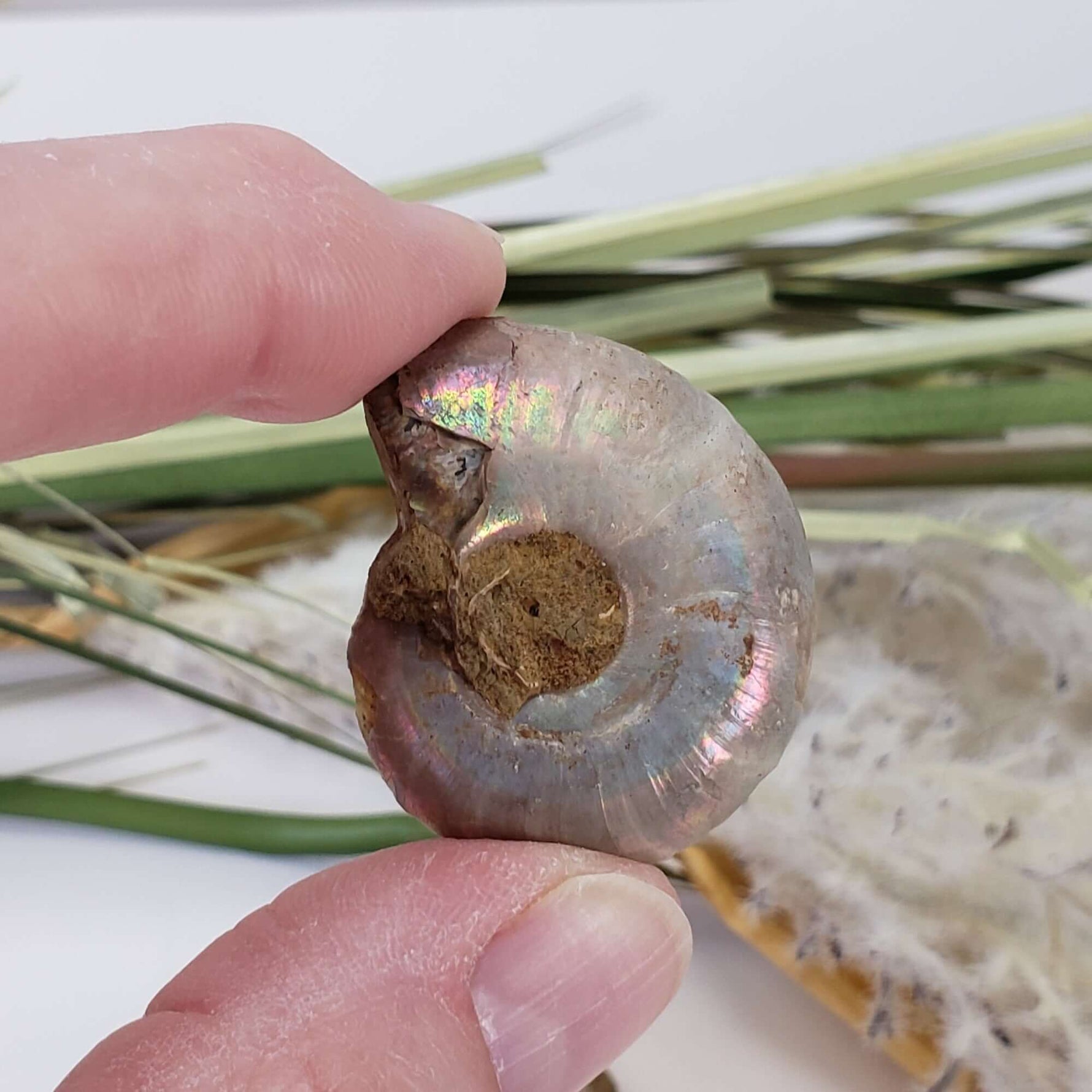  Ammonite Fossil Pair | Polished Matching Halves | Iridescent Ammonite | 35x28mm 