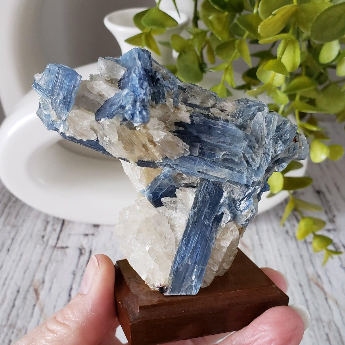  Blue Kyanite Blades and Quartz on stand 271 grams from Minas Gerais, Brazil 