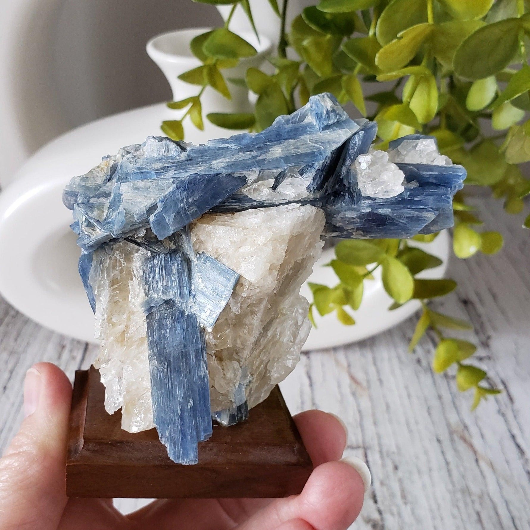  Blue Kyanite Blades and Quartz on stand 271 grams from Minas Gerais, Brazil 