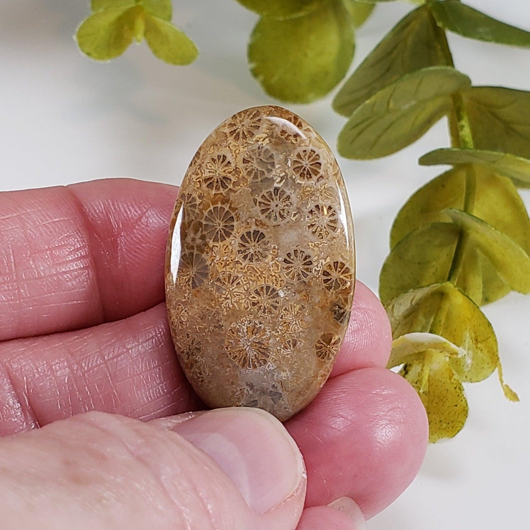 Chrysanthemum Coral Fossil | Fossilized Coral Untreated | 37.6x22.5mm 39.40ct | Polished Gemstone Cabochon | Africa