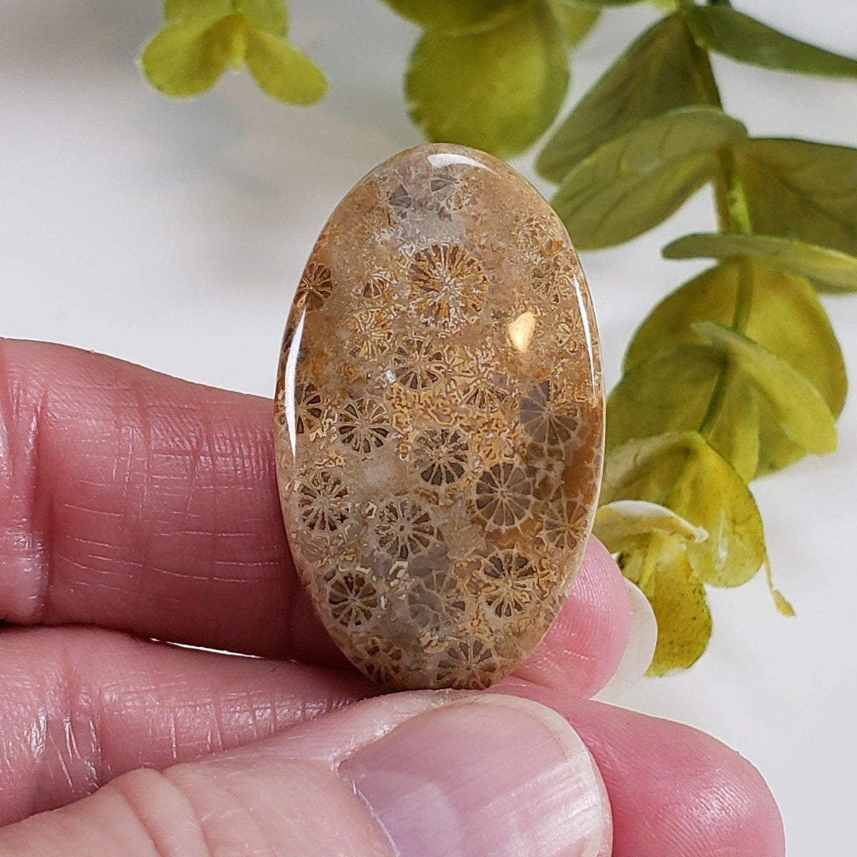 Chrysanthemum Coral Fossil | Fossilized Coral Untreated | 37.6x22.5mm 39.40ct | Polished Gemstone Cabochon | Africa