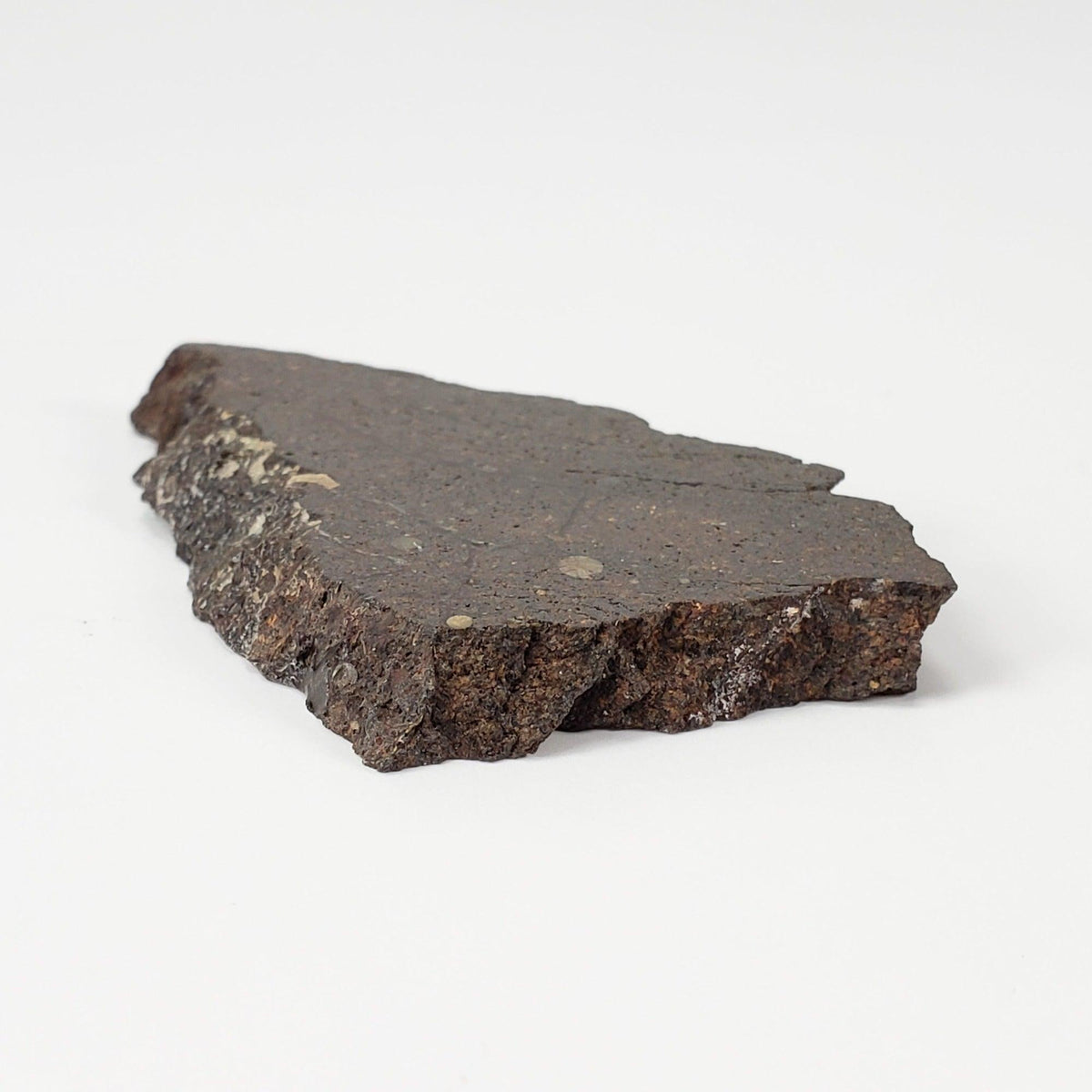 Dhofar 224 Meteorite | 23.11 Grams | Full Slice | Rare H4 Chondrite | Sahara | Canagem.com