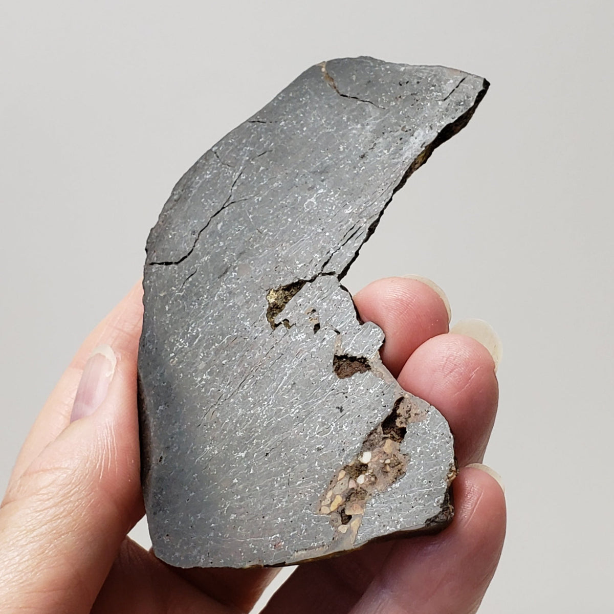 Dhofar 273 Meteorite | 75.60 Grams | Slice | L5 Chondrite | Sahara