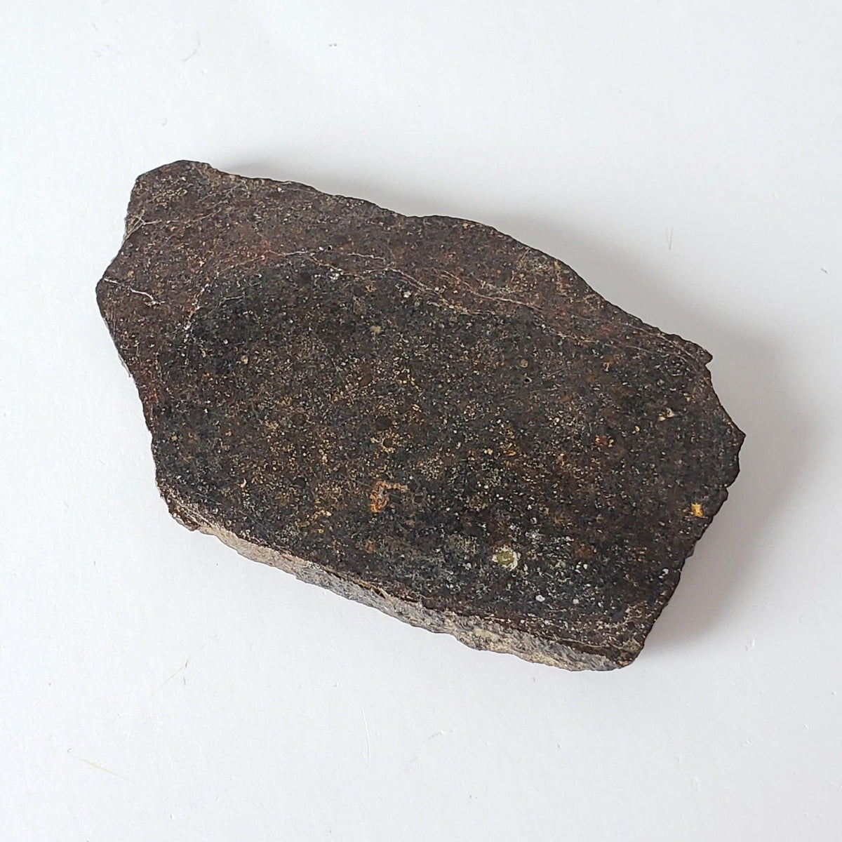 Dhofar 323 Meteorite | 36.38 Gr | Full Slice | H5 Chondrite | Sahara | Low TKW