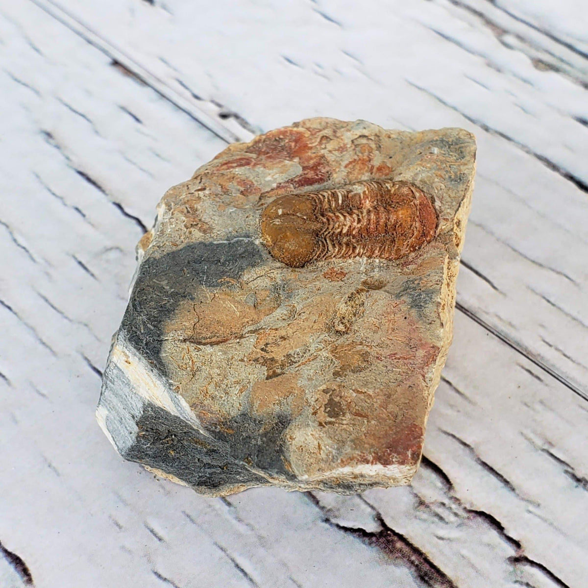  Ductina Vietnamica Fossil | Natural Fossilized Trilobite in Host Rock | Guangxi Province 