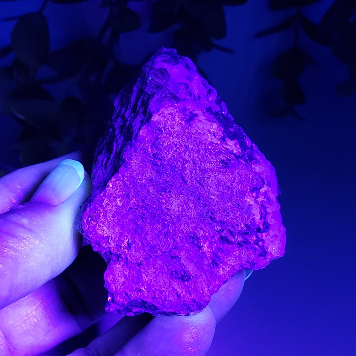 Eudialyte | Fluorescent under UV light | 150 grams | Mont Saint Hilaire, Quebec