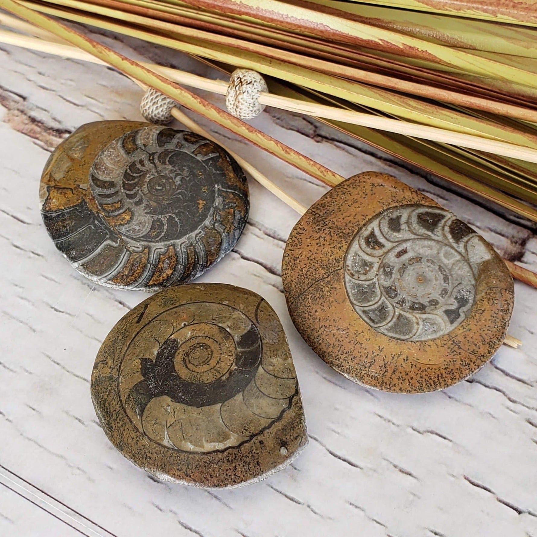 Fossilized Ammonite Cabochon in Polished Marble | Canagem.com
