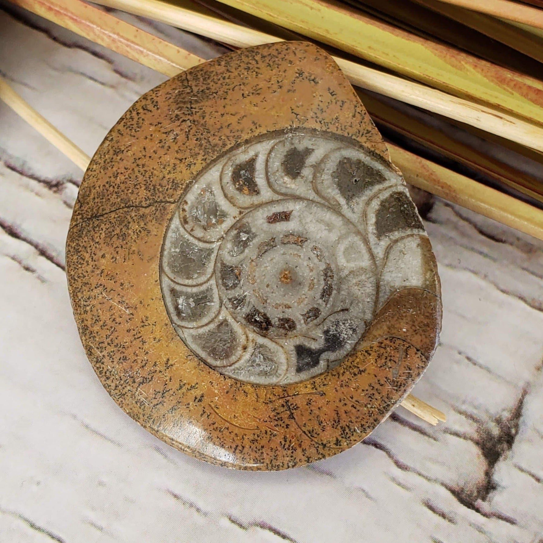 Fossilized Ammonite Cabochon in Polished Marble