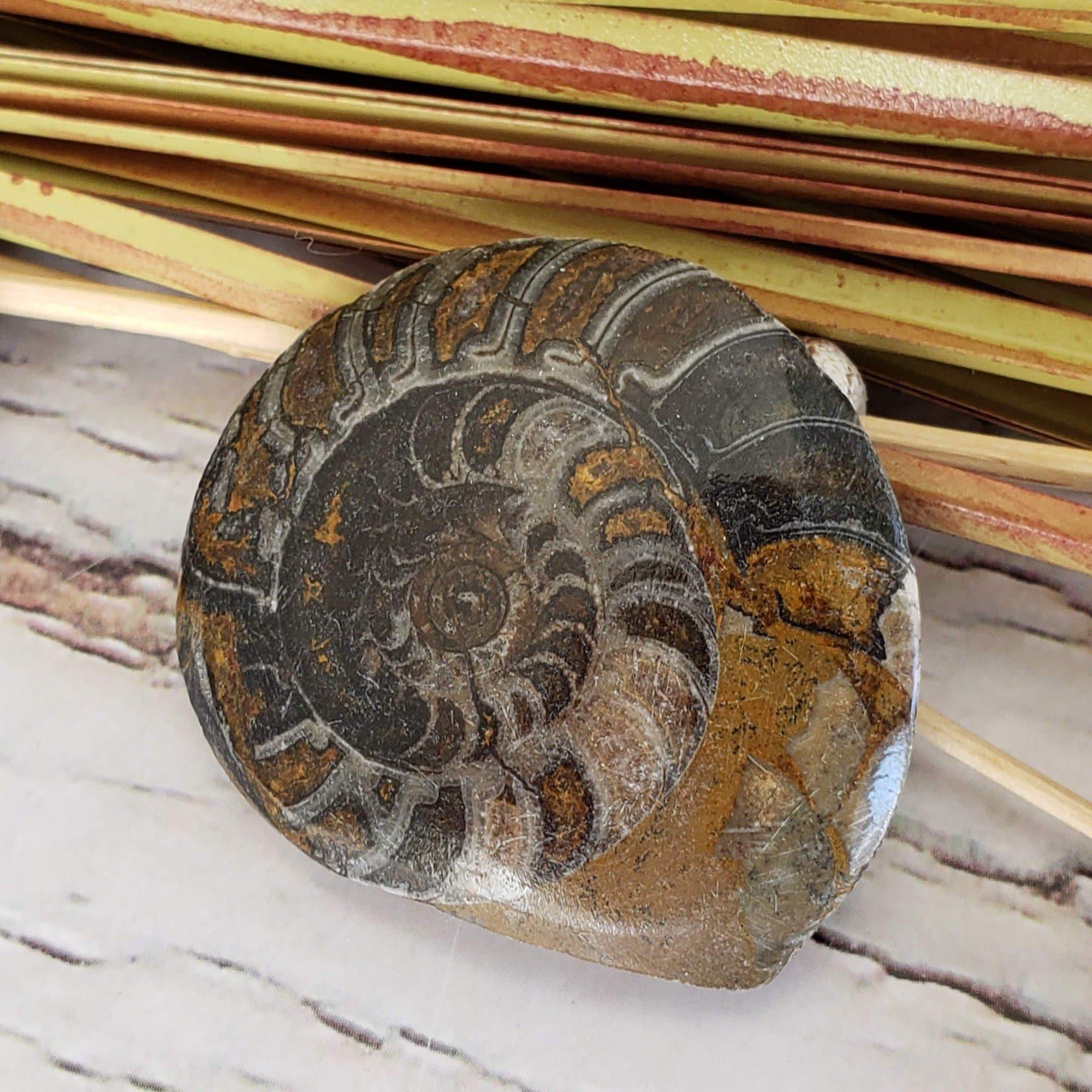 Fossilized Ammonite Cabochon in Polished Marble