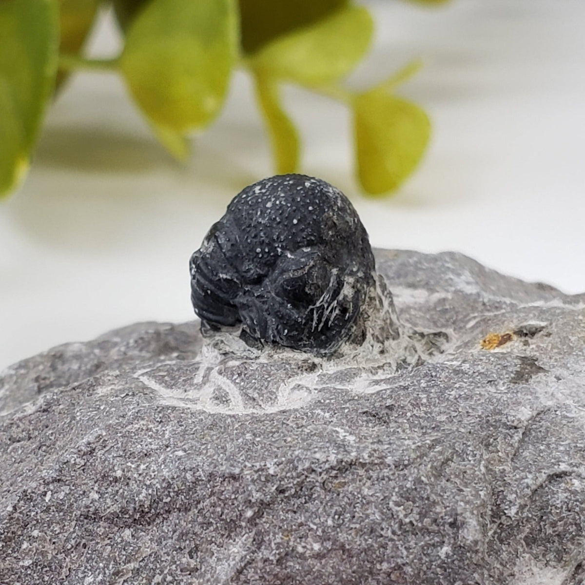 Fossilized Trilobite in Host Rock | Morocco
