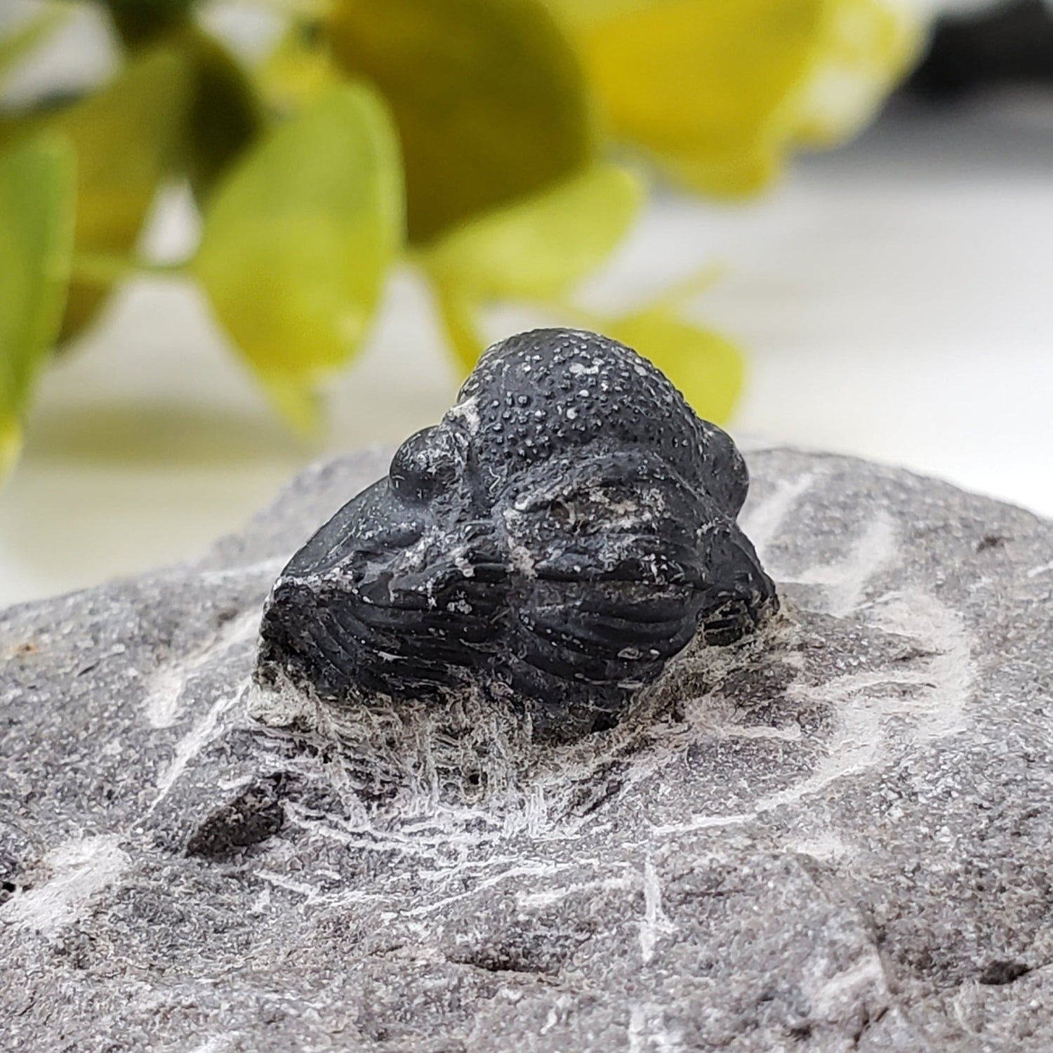 Fossilized Trilobite in Host Rock | Morocco