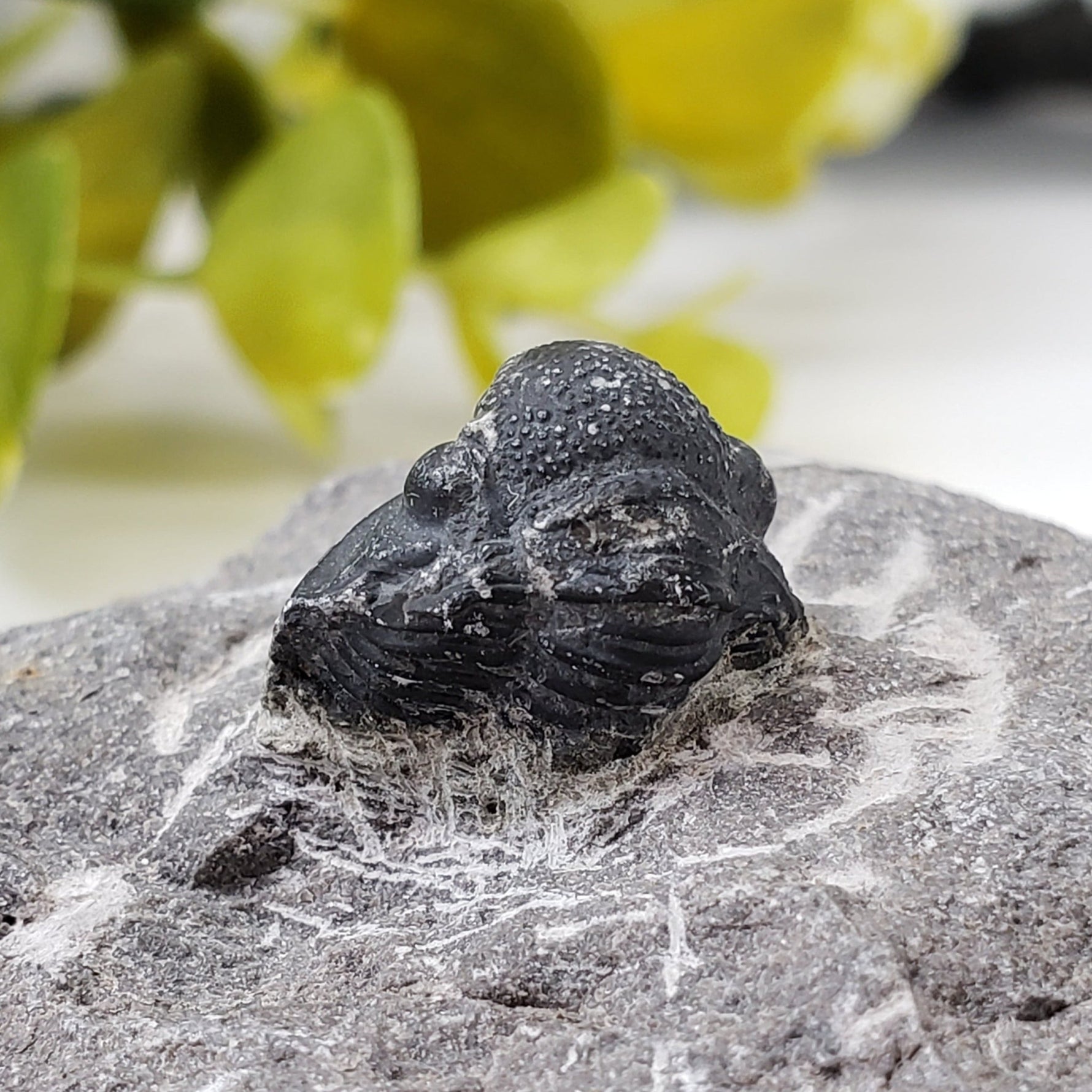 Fossilized Trilobite in Host Rock | Morocco | Canagem.com