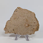 Impactite Vesicular Breccia Suevite | 76.5 Grams | La Valette, Rochechouart Structure, France