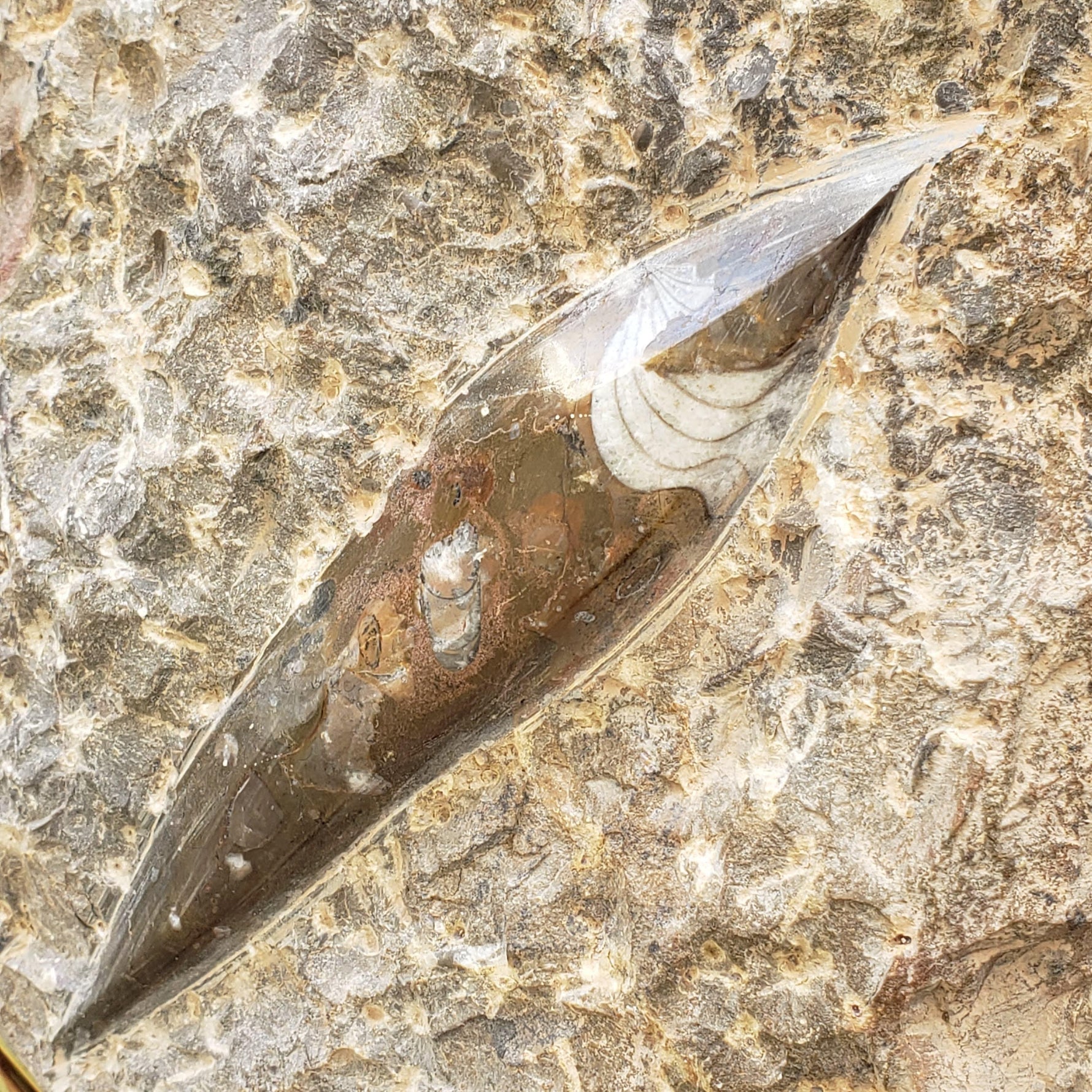 Large Fossilized Polished Orthoceras on Host Rock Plate, 1.5 Kg, Morocco