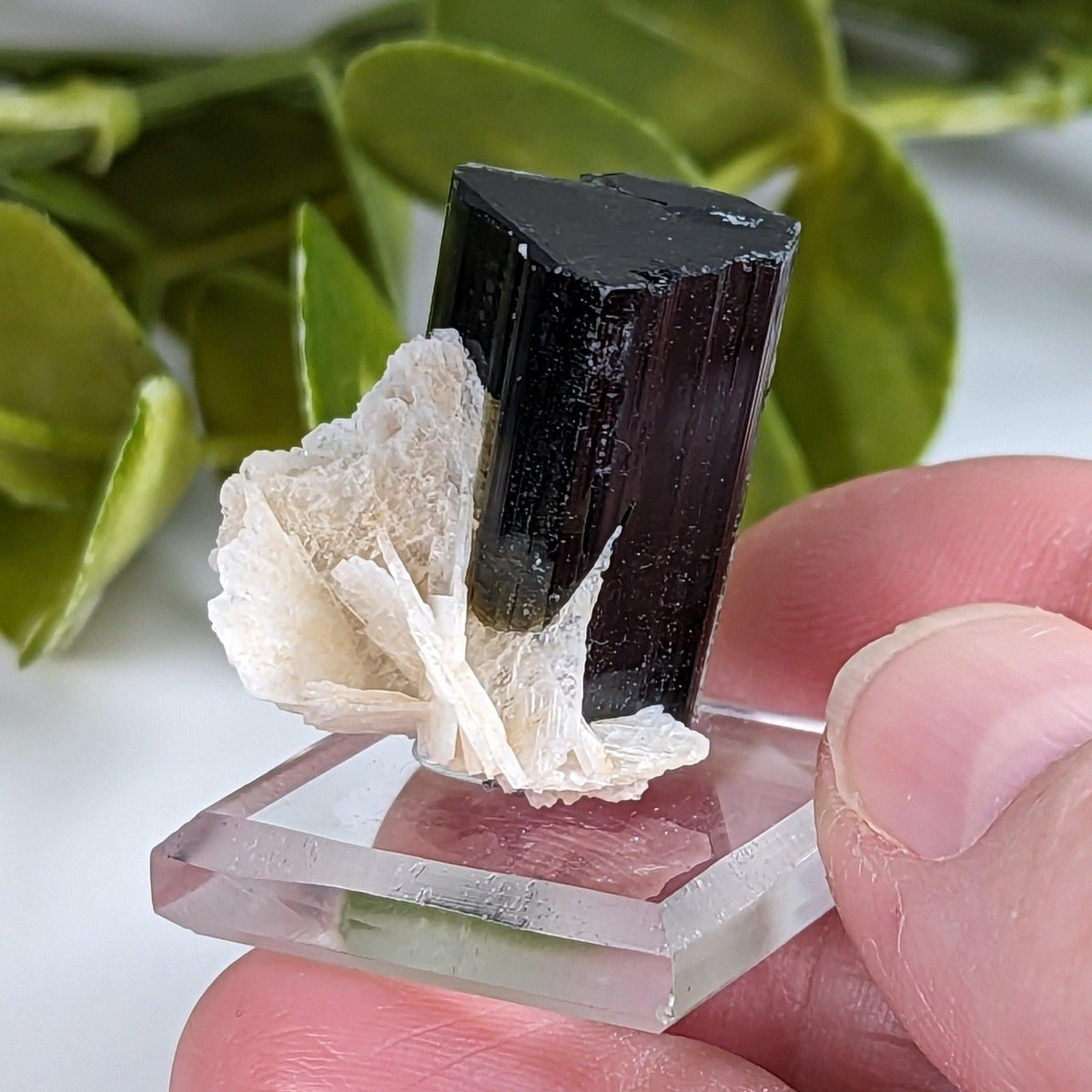  Natural Elbaite Tourmaline with Albite | 17.6 grams | Stak Nala, Gilgit District Pakistan 