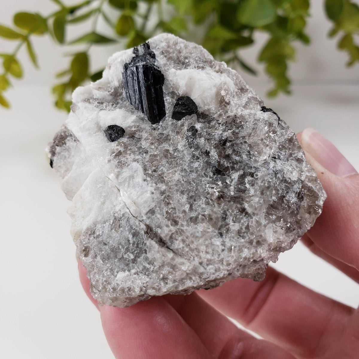 Natural Tourmaline on Quartz | Raw Schorl Crystal | 181.66 grams | Fitchburg, MA, USA