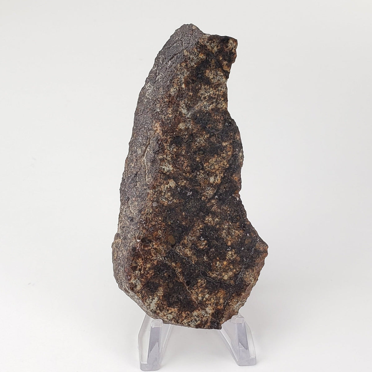 NWA 250 Meteorite | 55.70 Gr | Slice | L6 Chondrite | Sahara