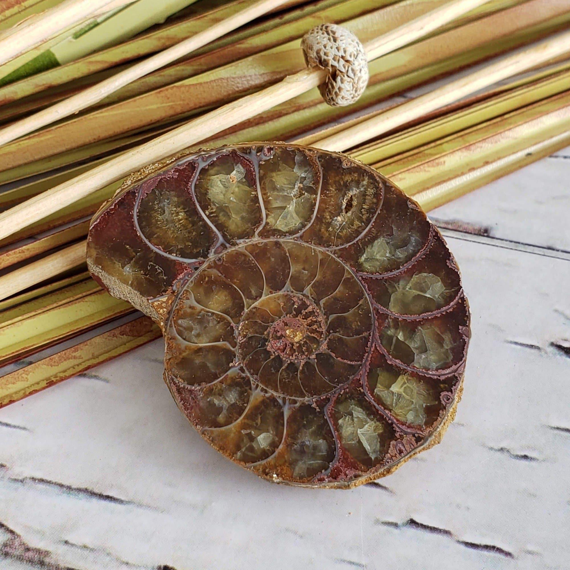 Perfect Ammonite Fossil Superb Polished Half