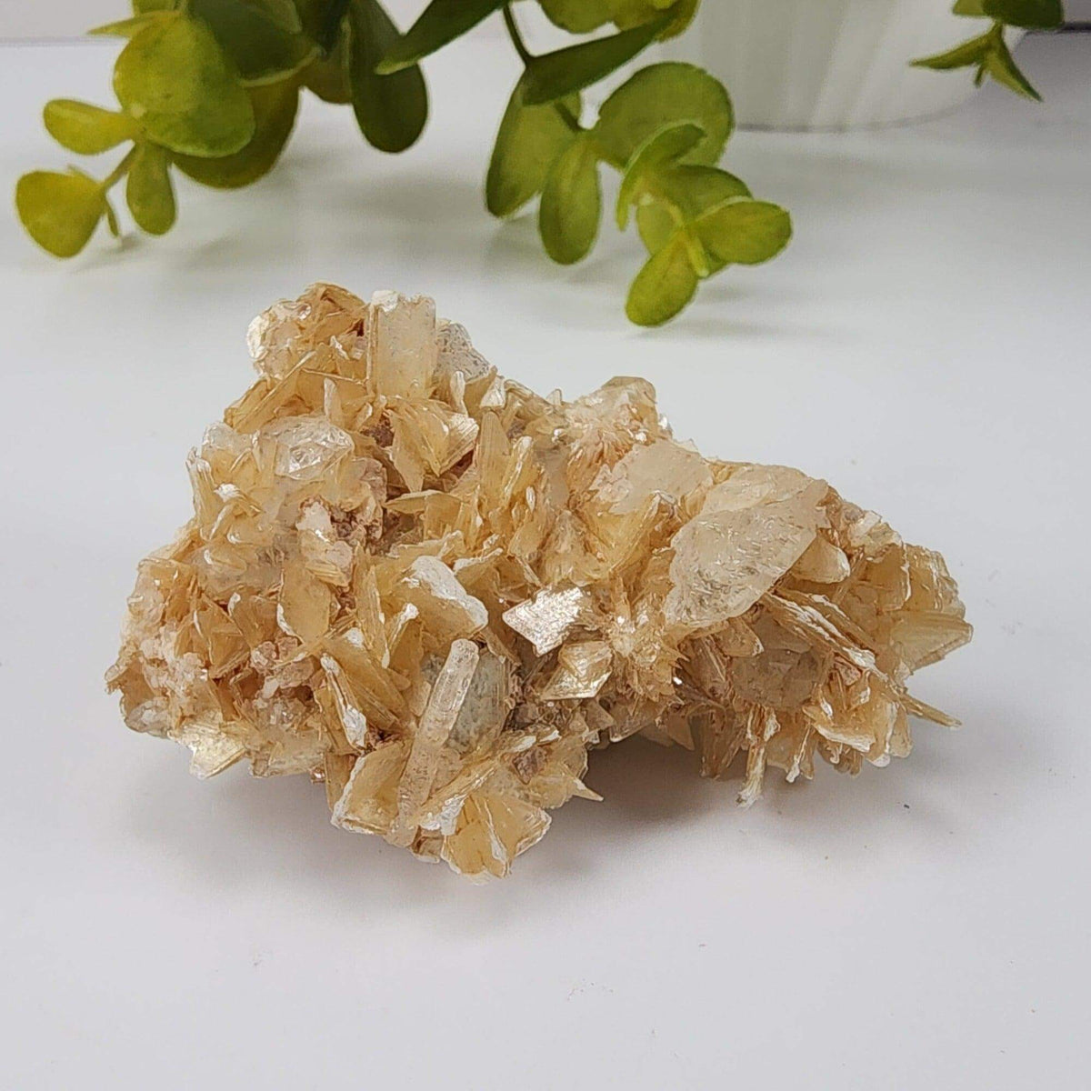  Star Mica Metamorphic Rock with Quartz | 28.2g | Muscovite | Brazil 