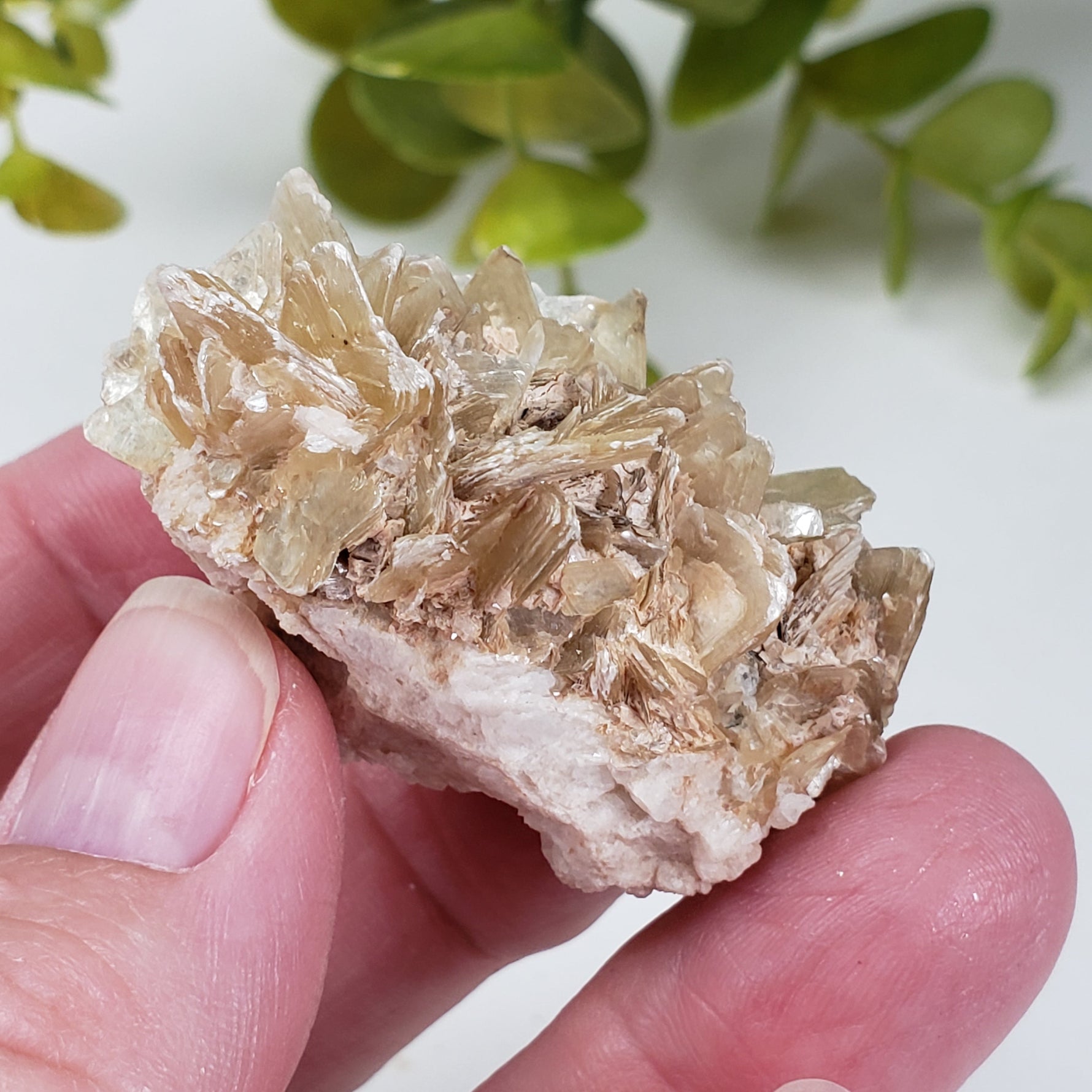  Star Mica Metamorphic Rock with Quartz | 37.4 grams | Muscovite | Brazil 