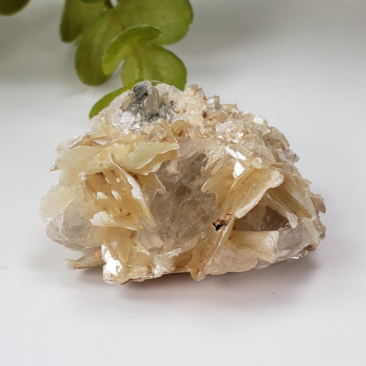  Star Mica Metamorphic Rock with Quartz | 44.7g | Muscovite | Brazil 