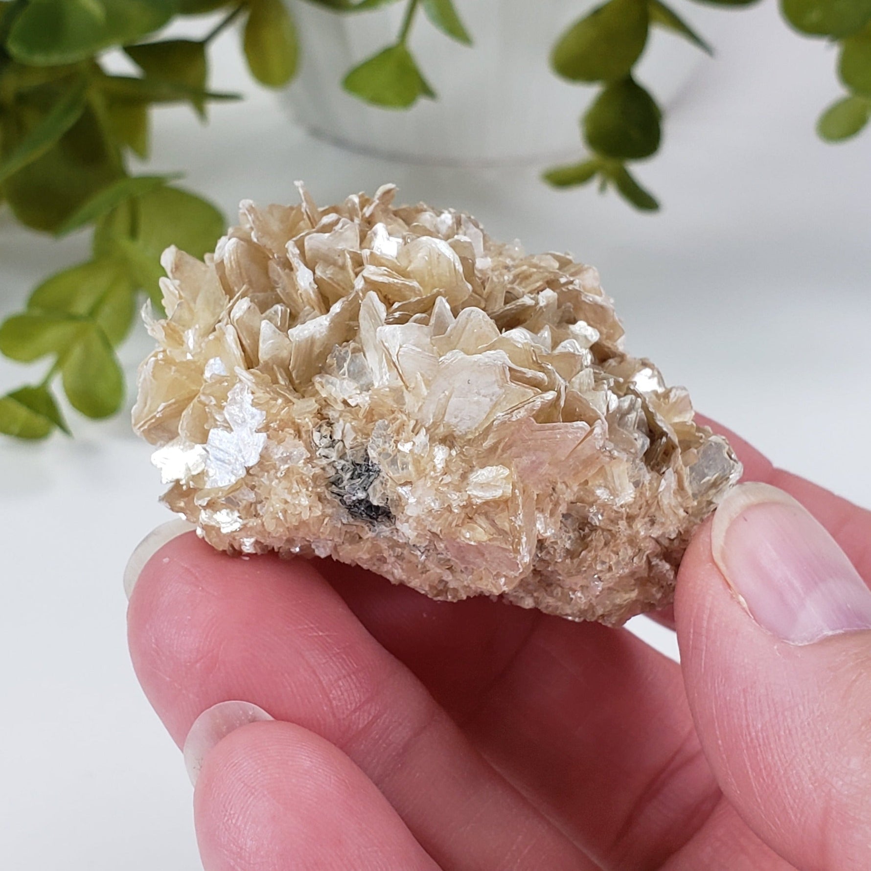  Star Mica Metamorphic Rock with Quartz | 71.3g | Muscovite | Brazil 